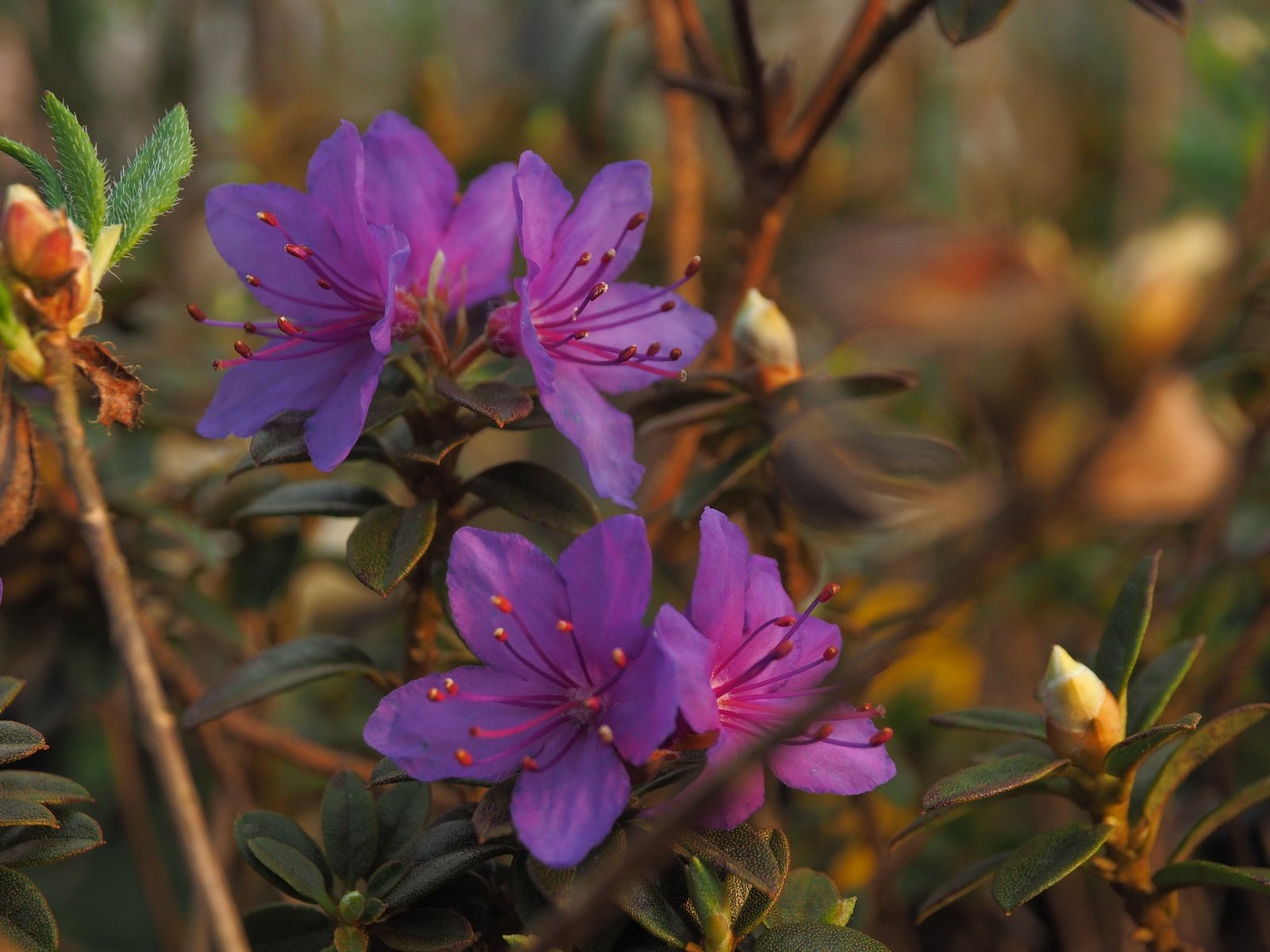 Rhododendron impeditum 'Blue Star' - Herrenkamper Gärten - Pflanzenraritäten