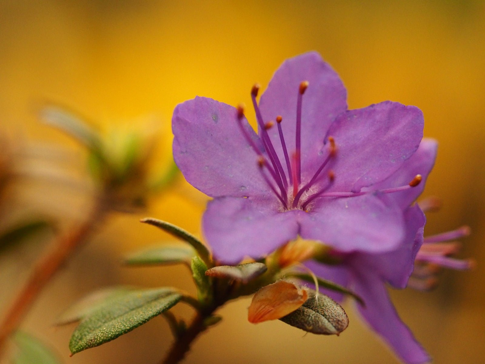 Rhododendron impeditum 'Blue Star' - Herrenkamper Gärten - Pflanzenraritäten