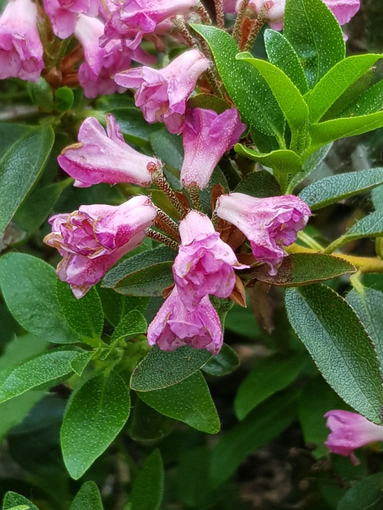 Rhododendron intermedium 'Flore Pleno' - Herrenkamper Gärten - Pflanzenraritäten