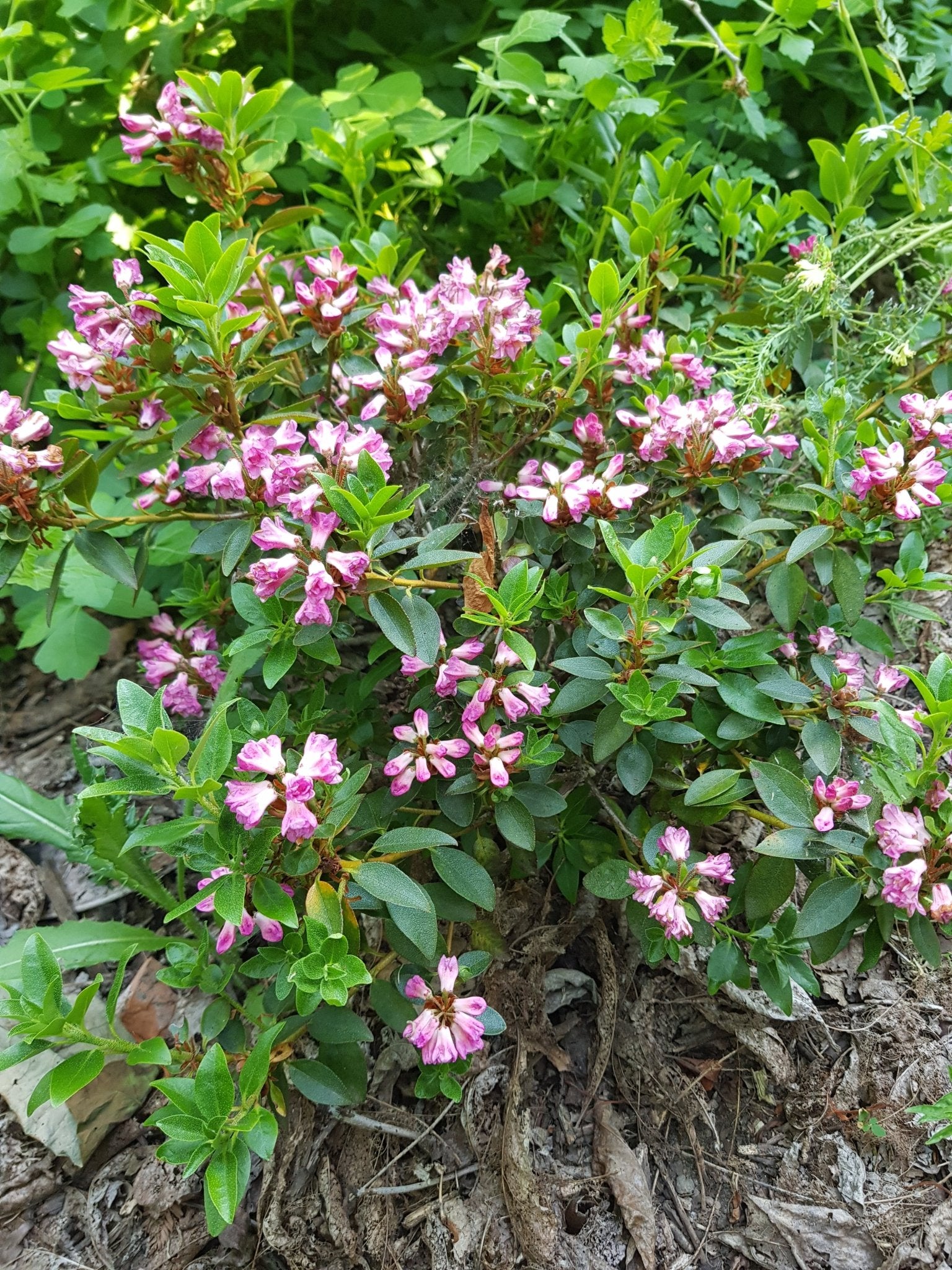 Rhododendron intermedium 'Flore Pleno' - Herrenkamper Gärten - Pflanzenraritäten