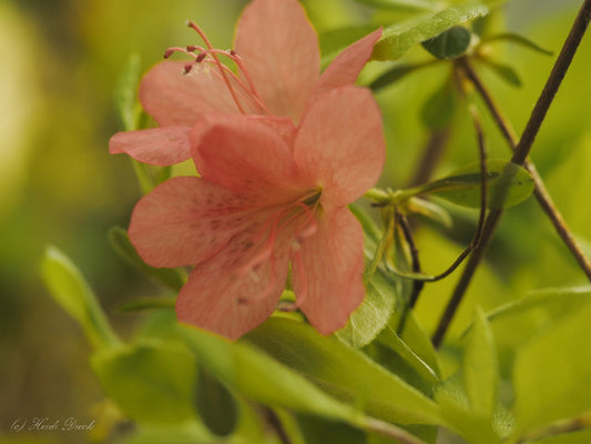 Rhododendron kaempferi - Herrenkamper Gärten - Pflanzenraritäten