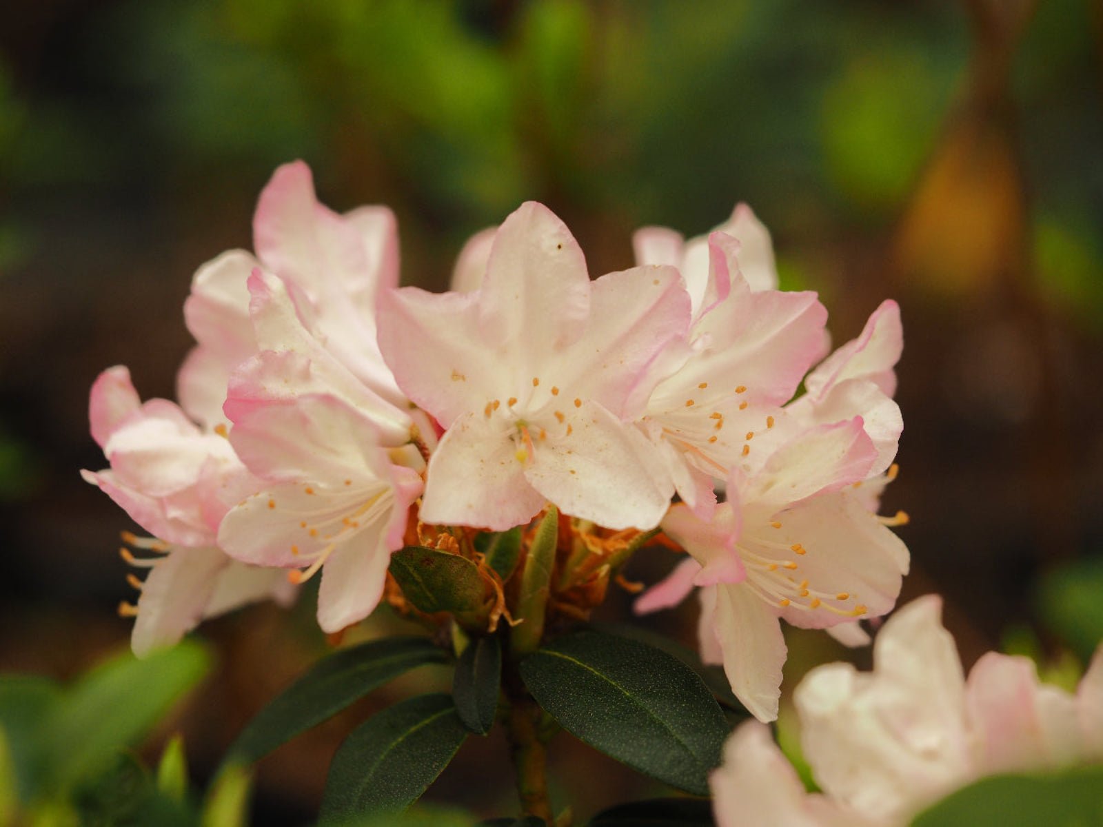 Rhododendron keiskei 'Ginny Gee' - Herrenkamper Gärten - Pflanzenraritäten