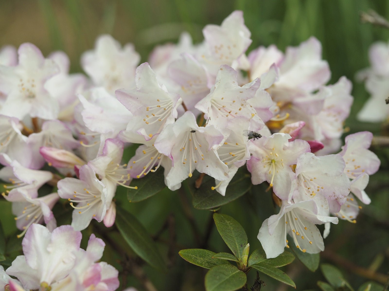 Rhododendron keiskei 'Ginny Gee' - Herrenkamper Gärten - Pflanzenraritäten