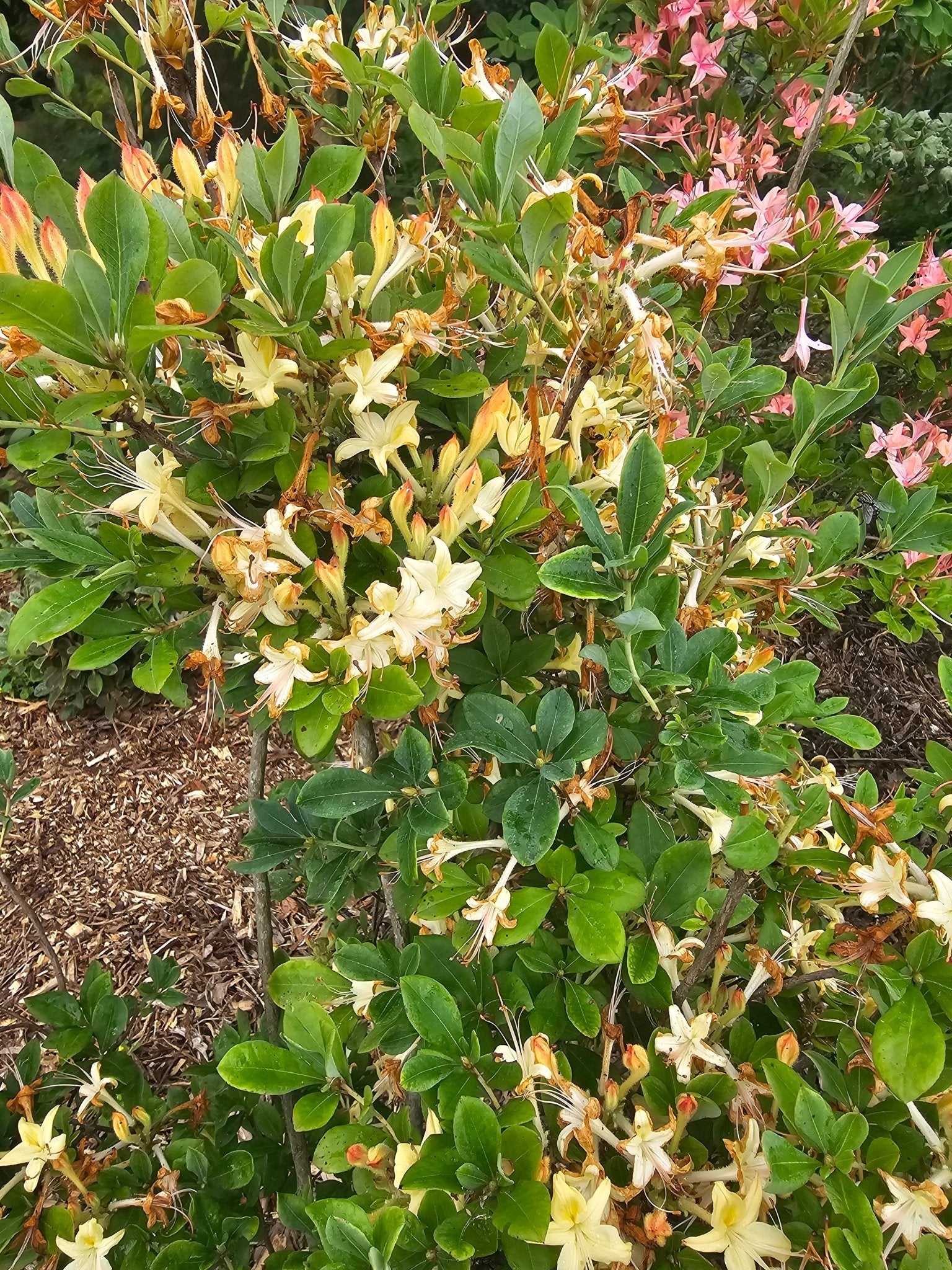 Rhododendron 'Lemon Drop' - Herrenkamper Gärten - Pflanzenraritäten