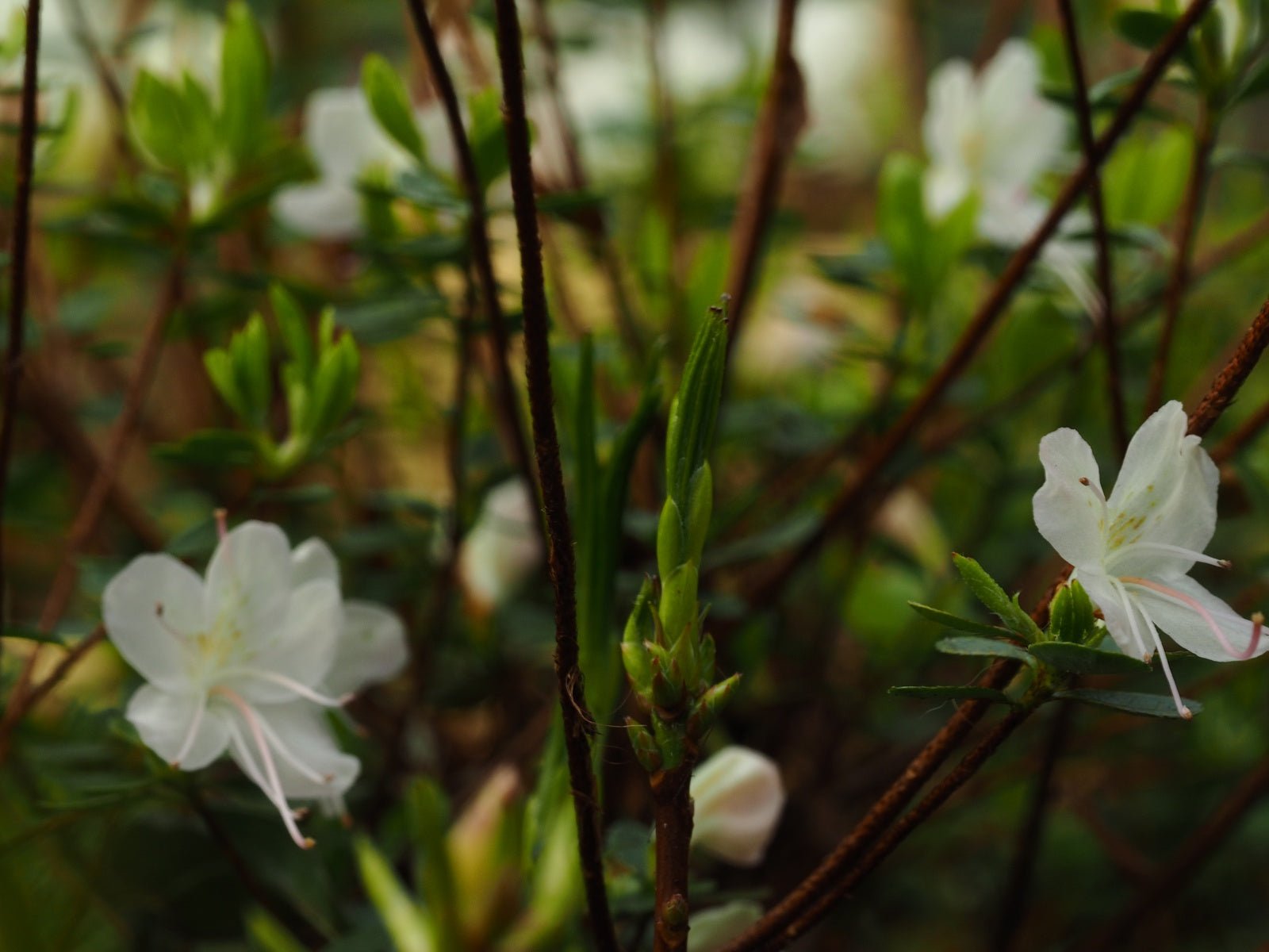 Rhododendron lepidotum - Herrenkamper Gärten - Pflanzenraritäten