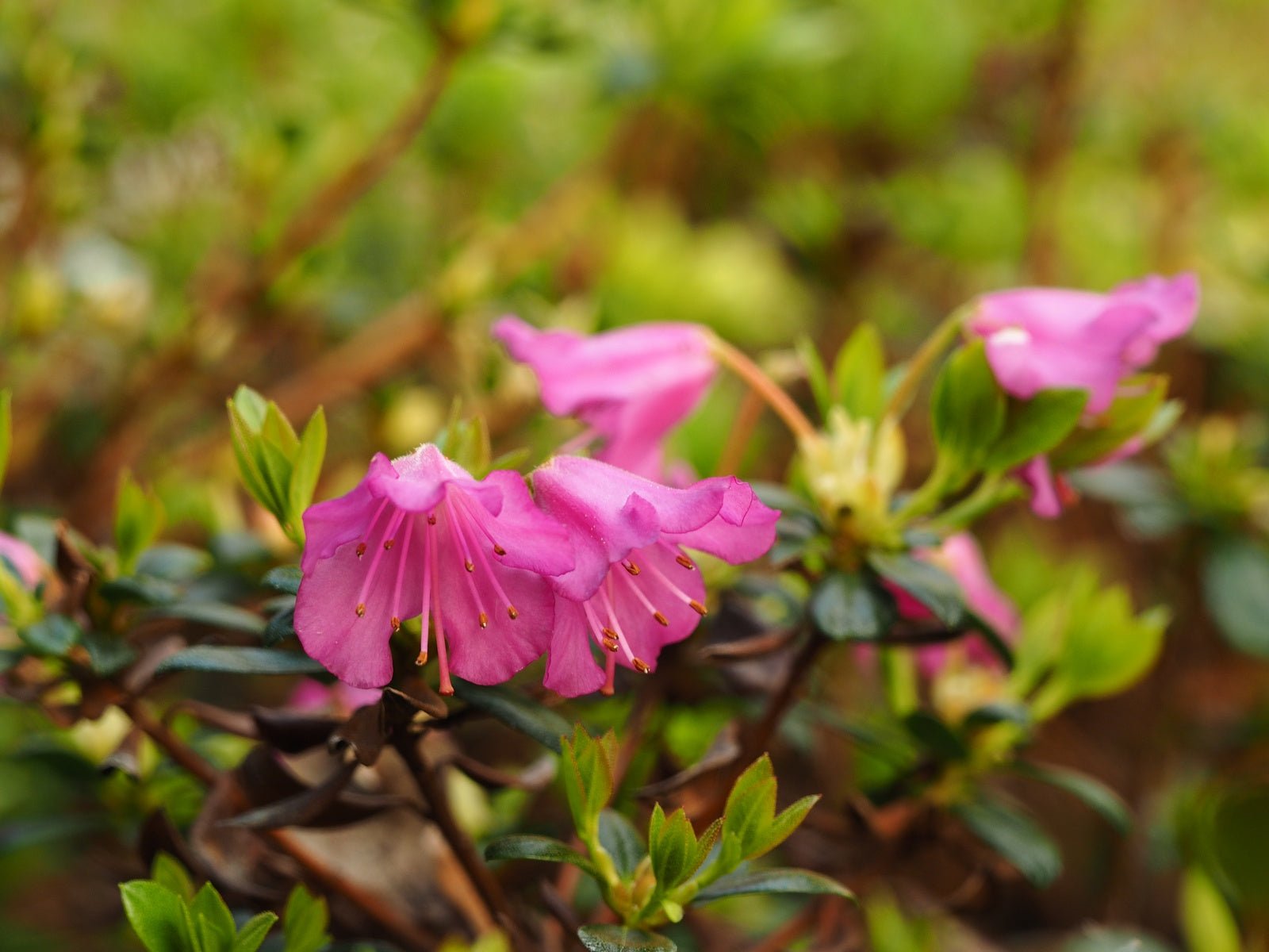 Rhododendron mucronatum 'Scotian Bells' - Herrenkamper Gärten - Pflanzenraritäten