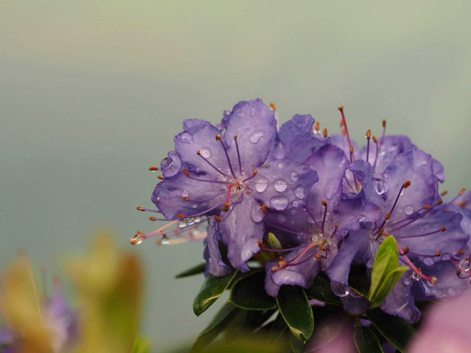Rhododendron 'Night Sky' - Herrenkamper Gärten - Pflanzenraritäten