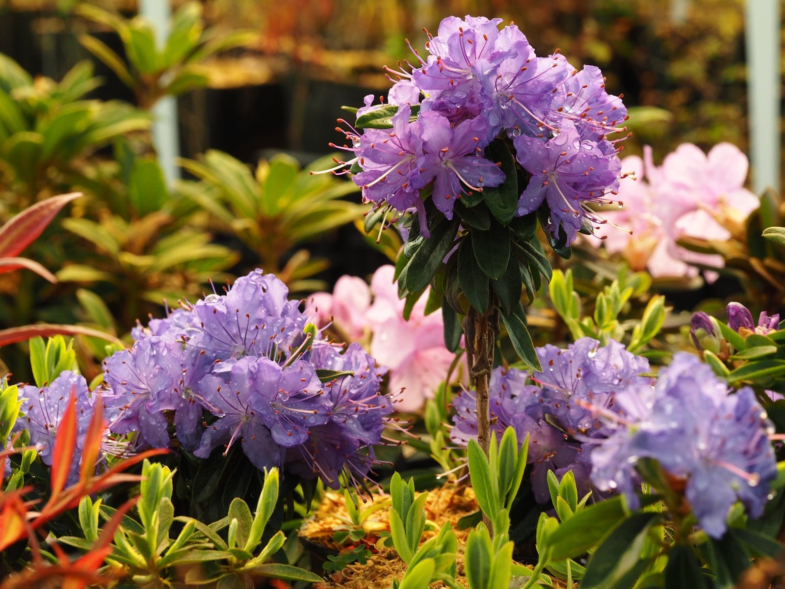 Rhododendron 'Night Sky' - Herrenkamper Gärten - Pflanzenraritäten
