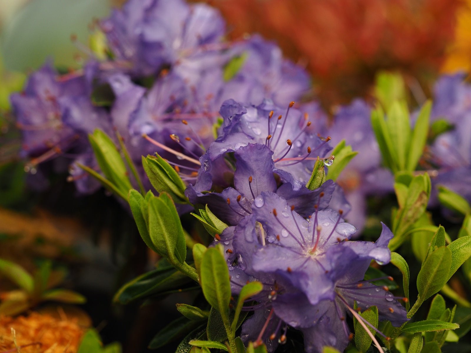 Rhododendron 'Night Sky' - Herrenkamper Gärten - Pflanzenraritäten