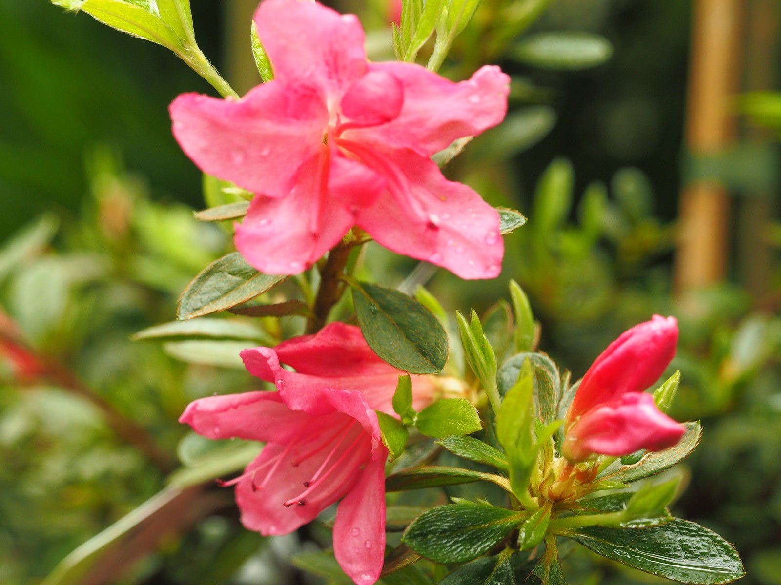 Rhododendron obtusum - hybr. 'Wombat' - Herrenkamper Gärten - Pflanzenraritäten