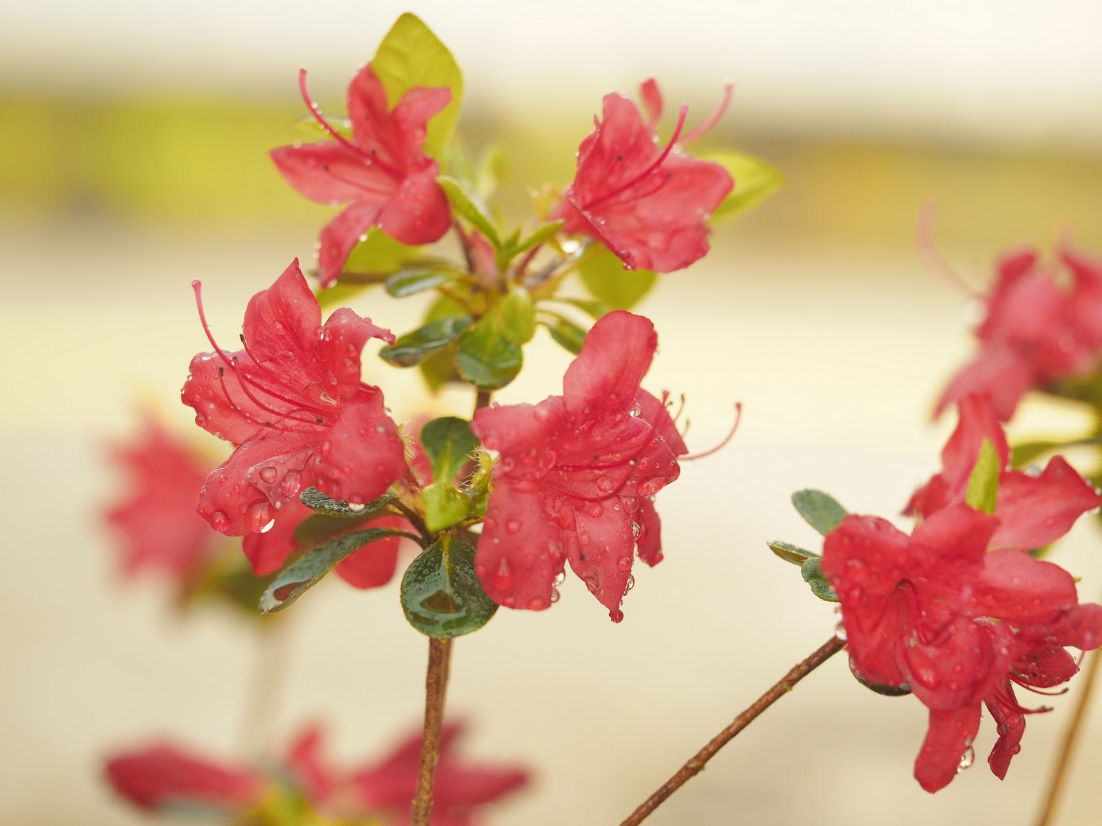 Rhododendron obtusum 'Stewartstonian' - Herrenkamper Gärten - Pflanzenraritäten
