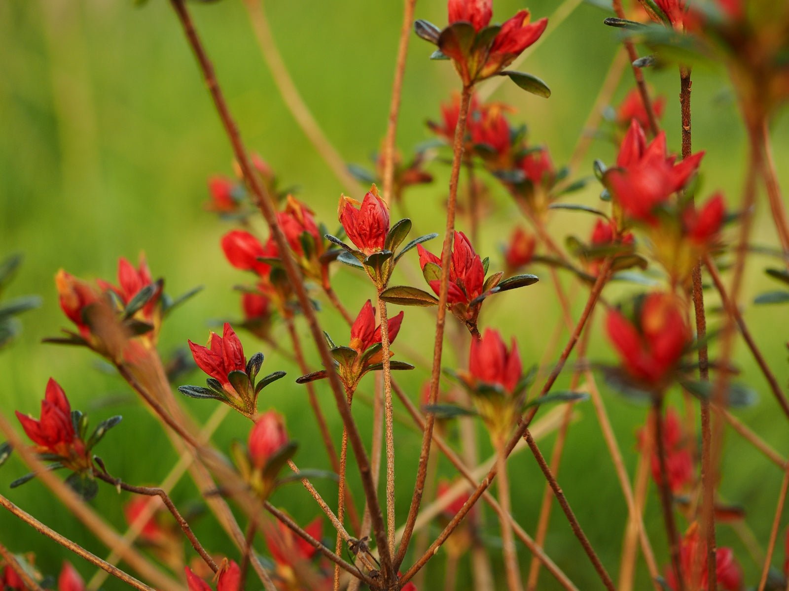 Rhododendron obtusum 'Stewartstonian' - Herrenkamper Gärten - Pflanzenraritäten