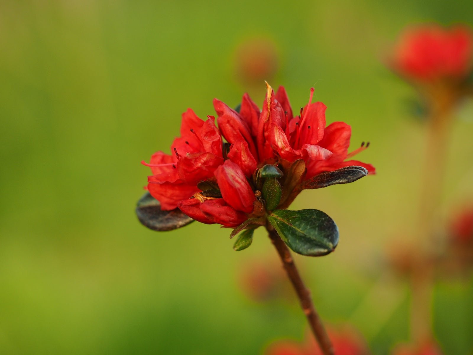 Rhododendron obtusum 'Stewartstonian' - Herrenkamper Gärten - Pflanzenraritäten