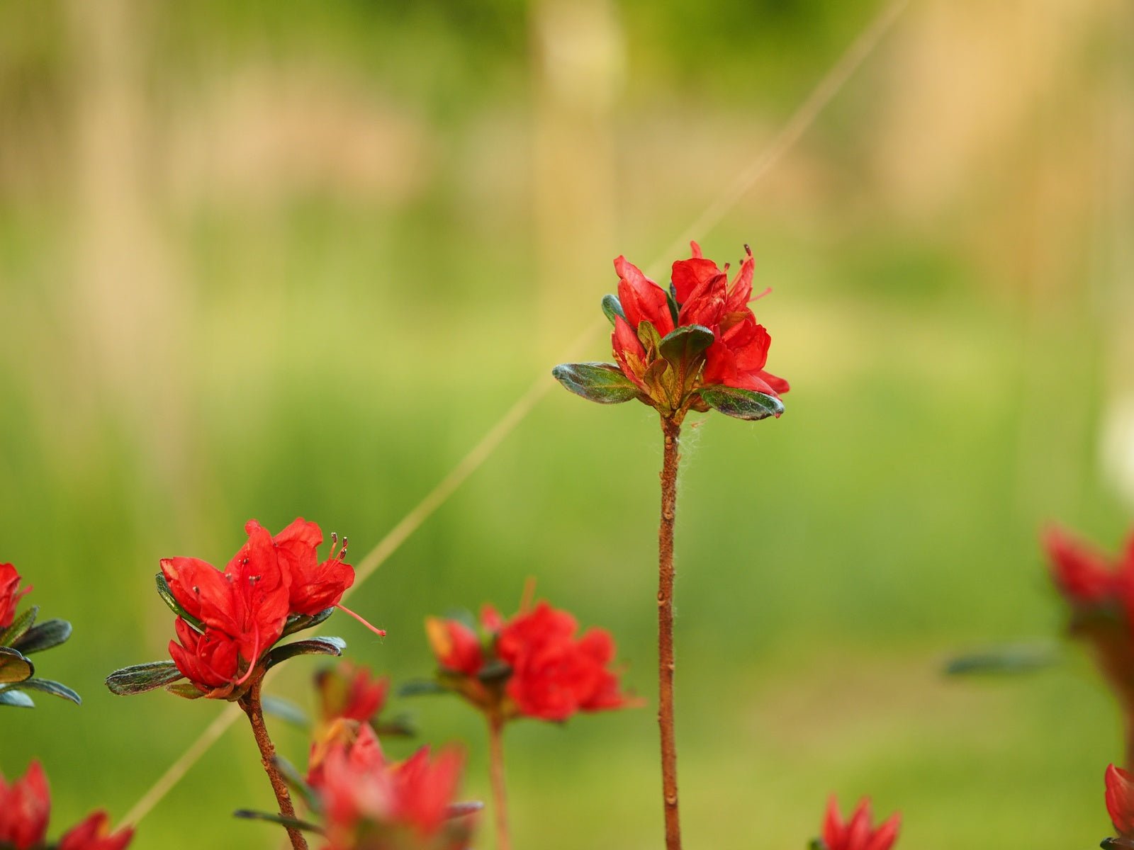 Rhododendron obtusum 'Stewartstonian' - Herrenkamper Gärten - Pflanzenraritäten