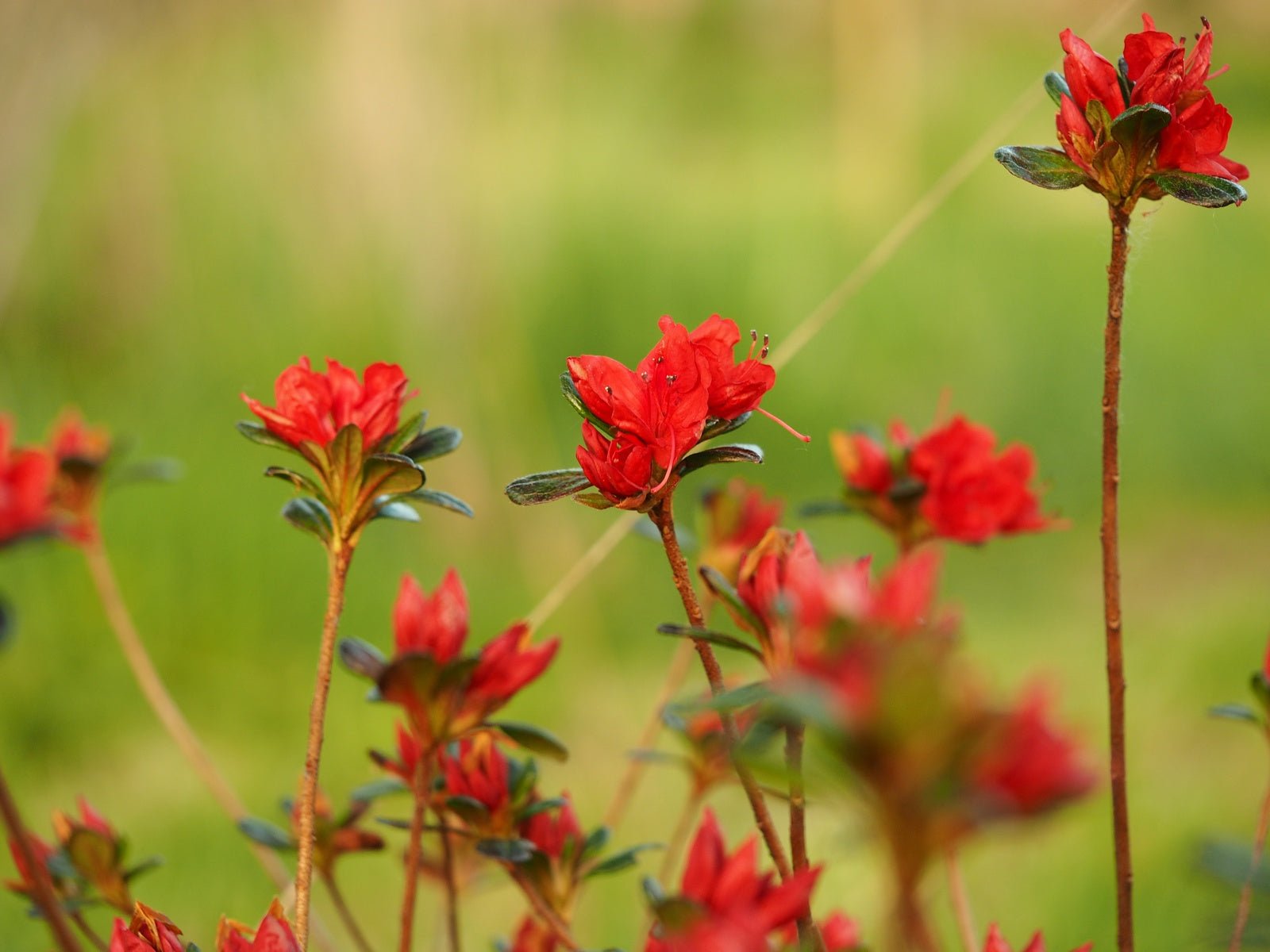 Rhododendron obtusum 'Stewartstonian' - Herrenkamper Gärten - Pflanzenraritäten
