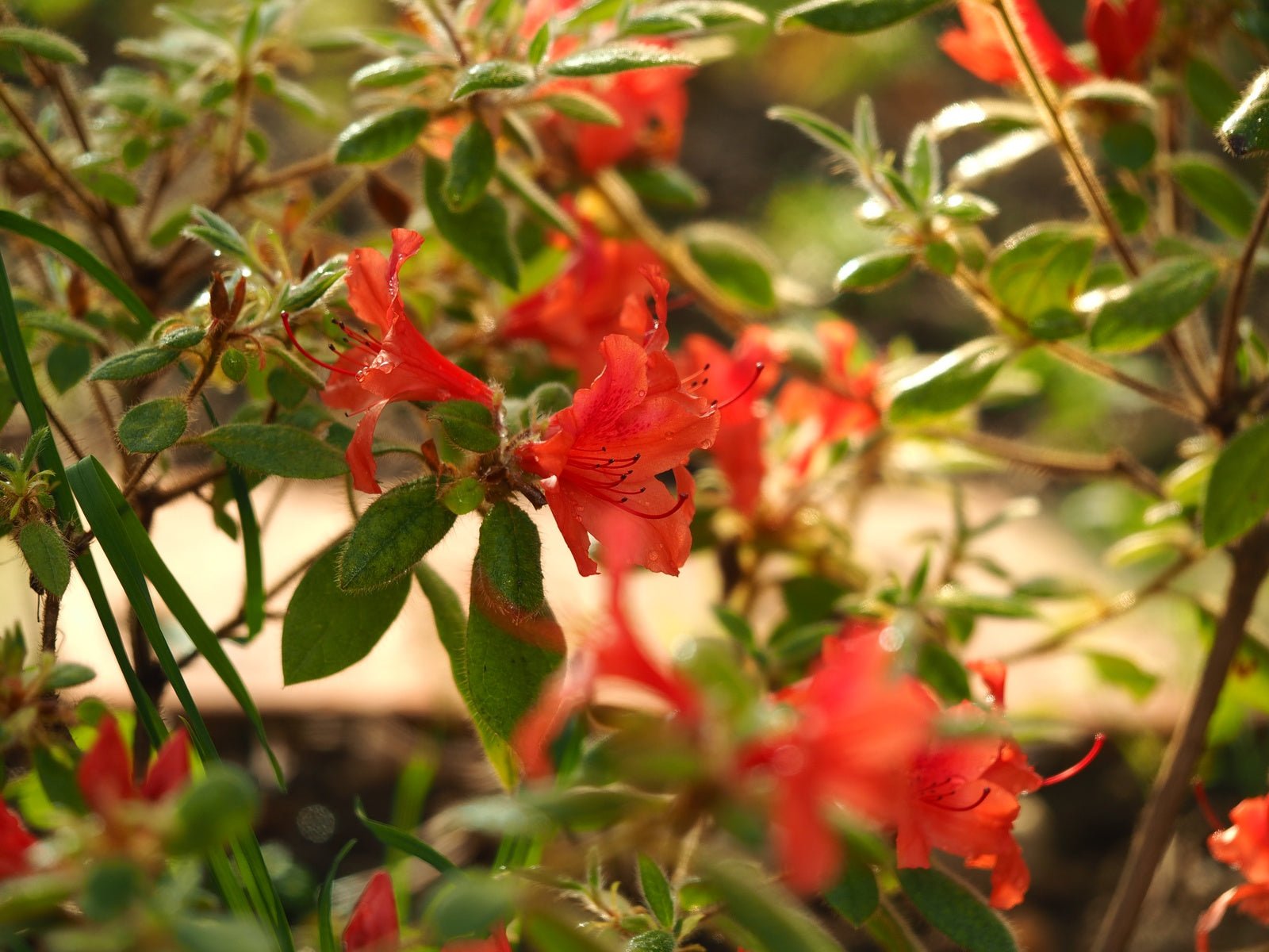Rhododendron oldhamii - Herrenkamper Gärten - Pflanzenraritäten