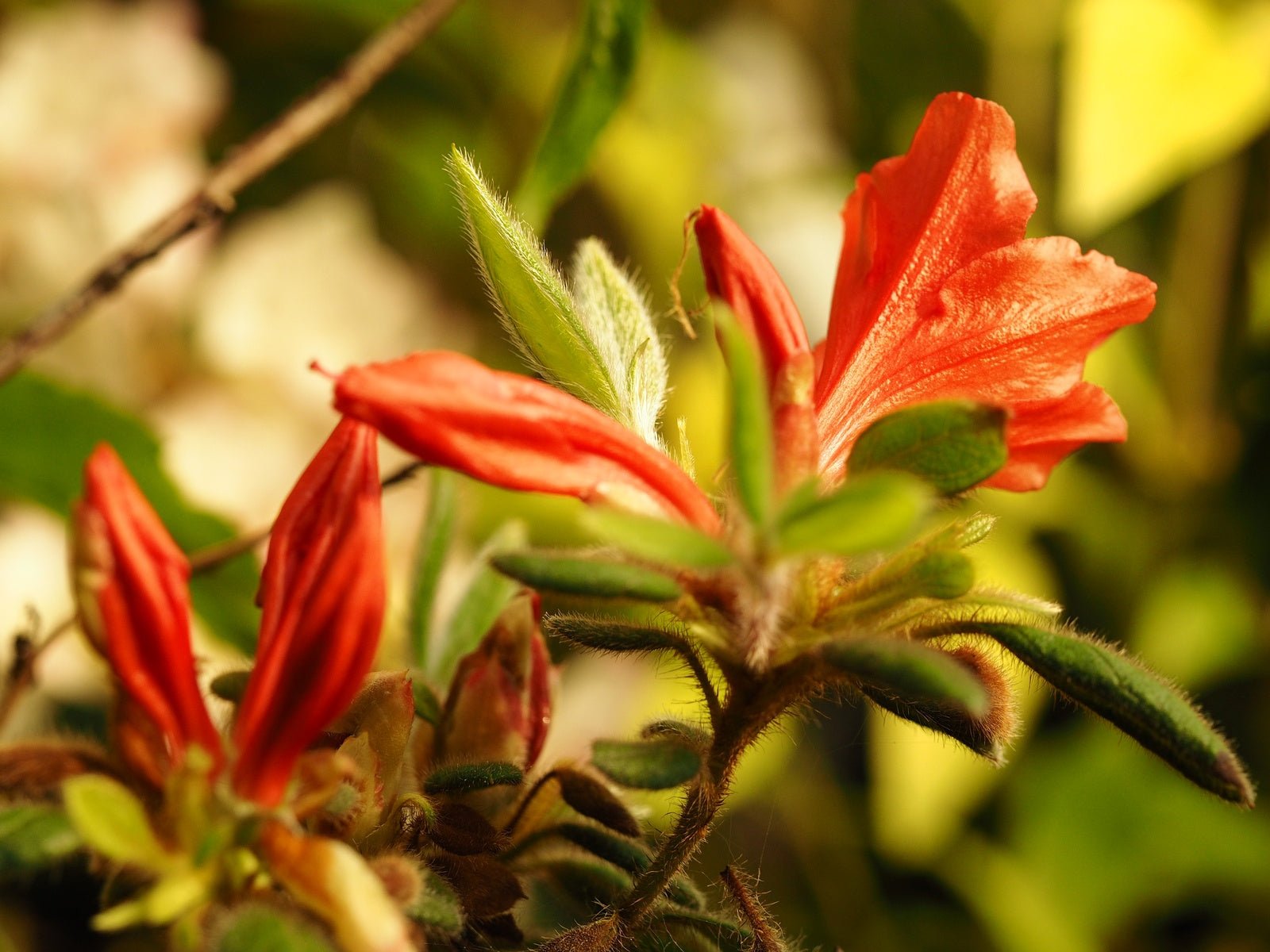 Rhododendron oldhamii - Herrenkamper Gärten - Pflanzenraritäten
