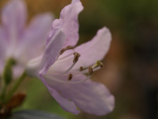 Rhododendron oreotrephes - Herrenkamper Gärten - Pflanzenraritäten