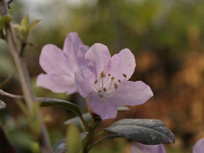 Rhododendron oreotrephes - Herrenkamper Gärten - Pflanzenraritäten