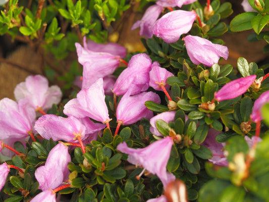 Rhododendron pemakoense - Herrenkamper Gärten - Pflanzenraritäten