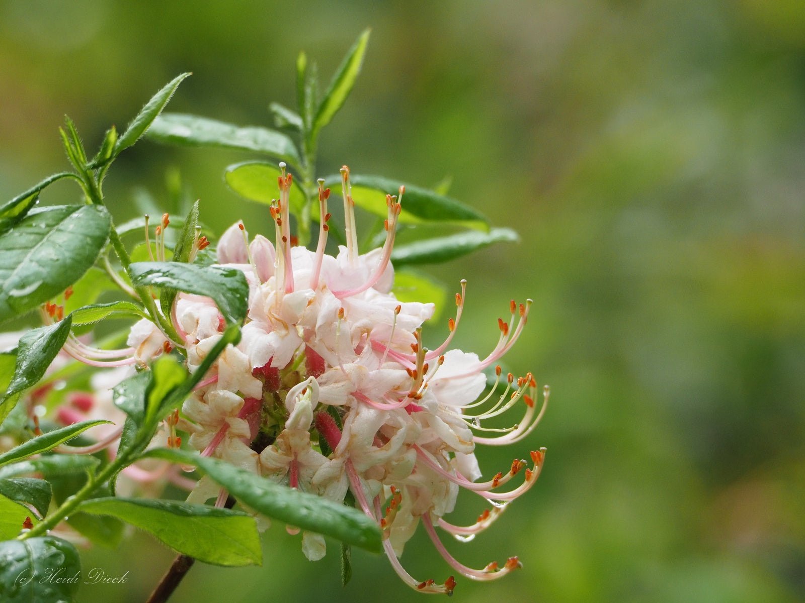 Rhododendron periclymenioides syn. (R. nudiflorum) - Herrenkamper Gärten - Pflanzenraritäten