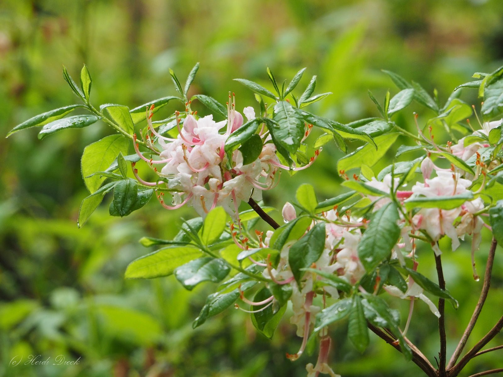 Rhododendron periclymenioides syn. (R. nudiflorum) - Herrenkamper Gärten - Pflanzenraritäten