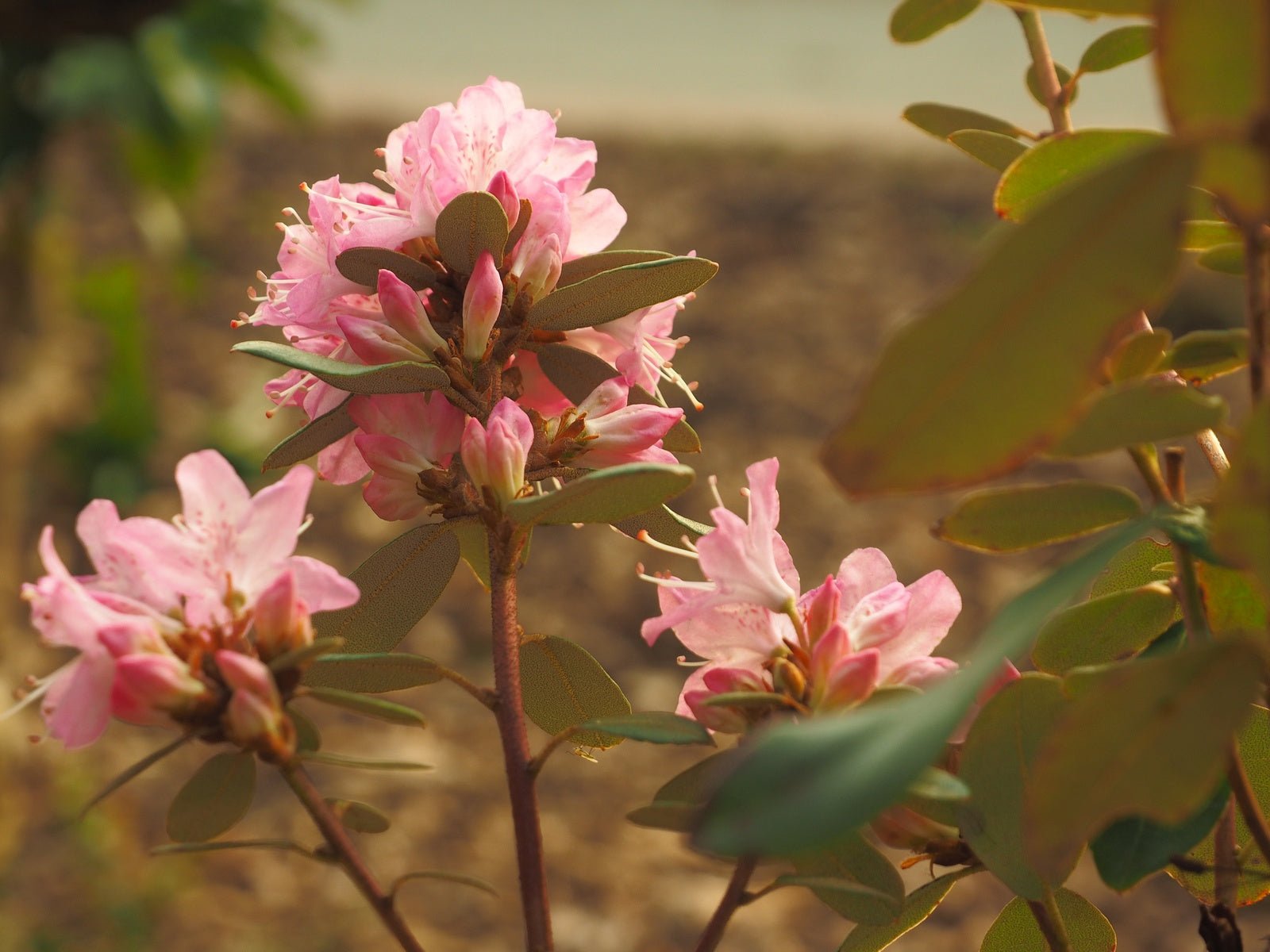 Rhododendron racemosum 'Rock Rose' - Herrenkamper Gärten - Pflanzenraritäten