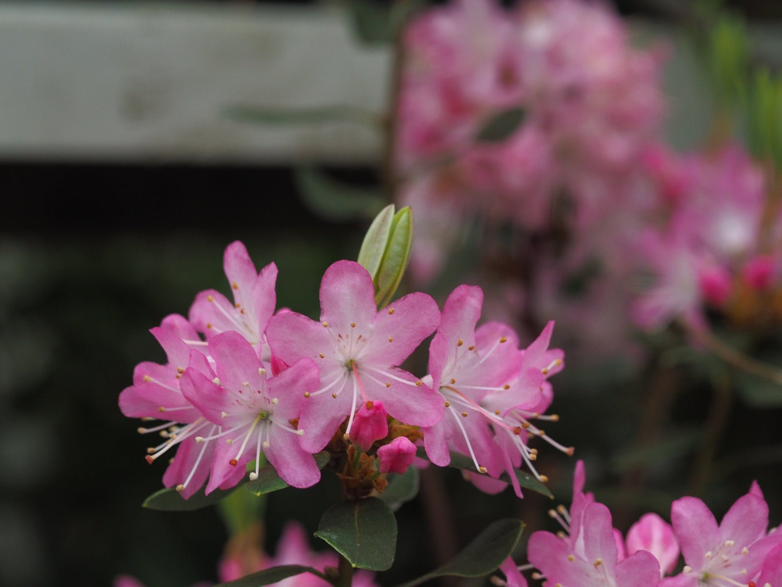 Rhododendron racemosum 'Rock Rose' - Herrenkamper Gärten - Pflanzenraritäten