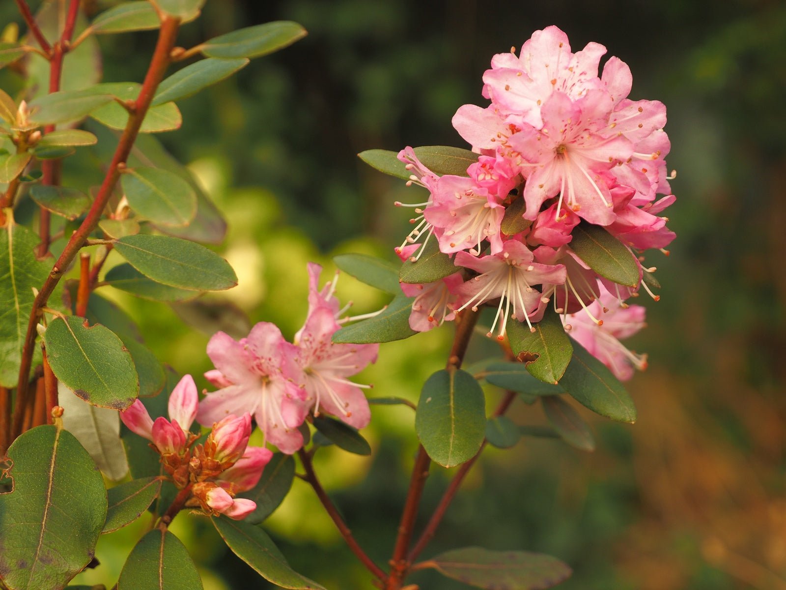 Rhododendron racemosum 'Rock Rose' - Herrenkamper Gärten - Pflanzenraritäten