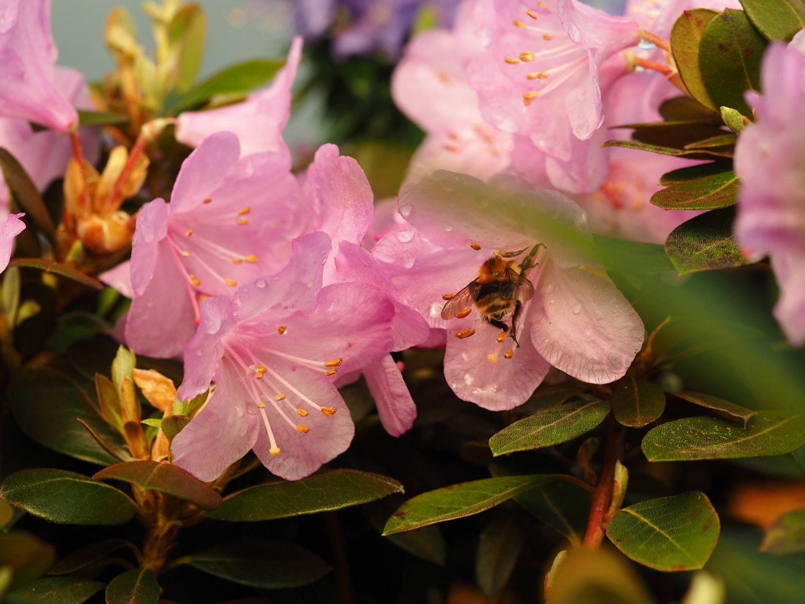 Rhododendron saluense 'Charme La' - Herrenkamper Gärten - Pflanzenraritäten