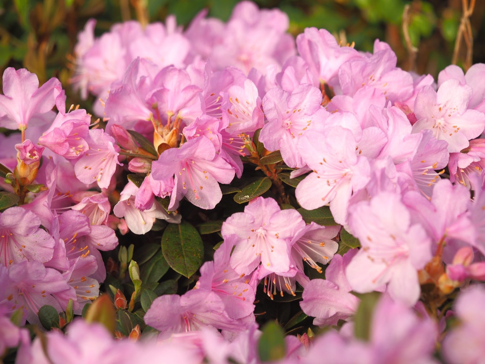 Rhododendron saluense 'Charme La' - Herrenkamper Gärten - Pflanzenraritäten