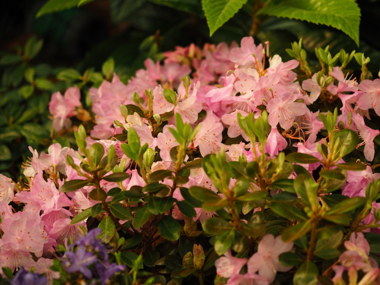 Rhododendron saluense 'Charme La' - Herrenkamper Gärten - Pflanzenraritäten