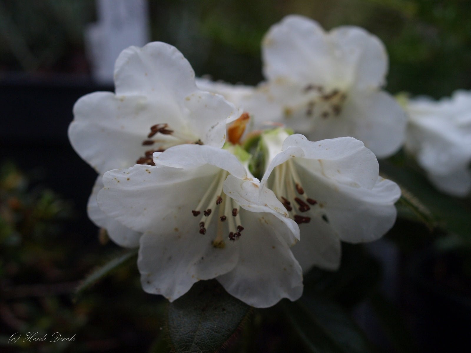 Rhododendron 'Snow Lady' - Herrenkamper Gärten - Pflanzenraritäten