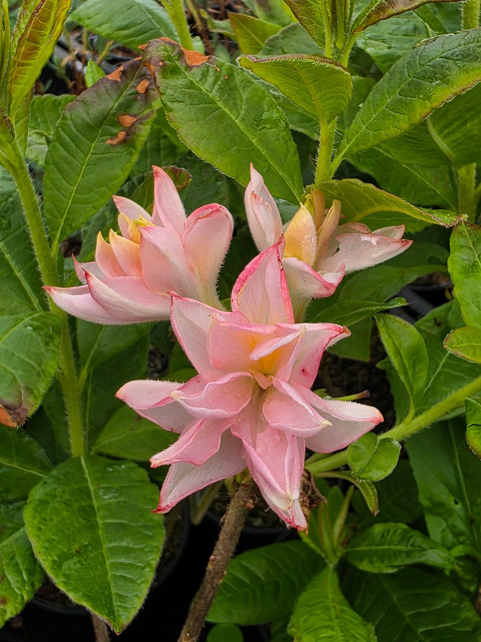 Rhododendron 'Soft Lights' - Herrenkamper Gärten - Pflanzenraritäten