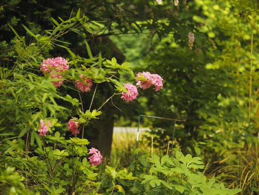 Rhododendron viscosum 'Juniduft' - Herrenkamper Gärten - Pflanzenraritäten