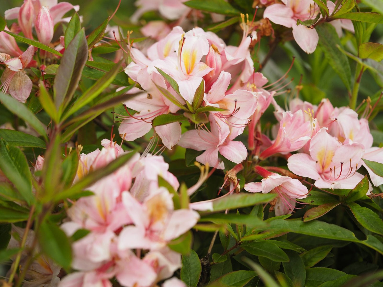 Rhododendron viscosum 'Juniduft' - Herrenkamper Gärten - Pflanzenraritäten
