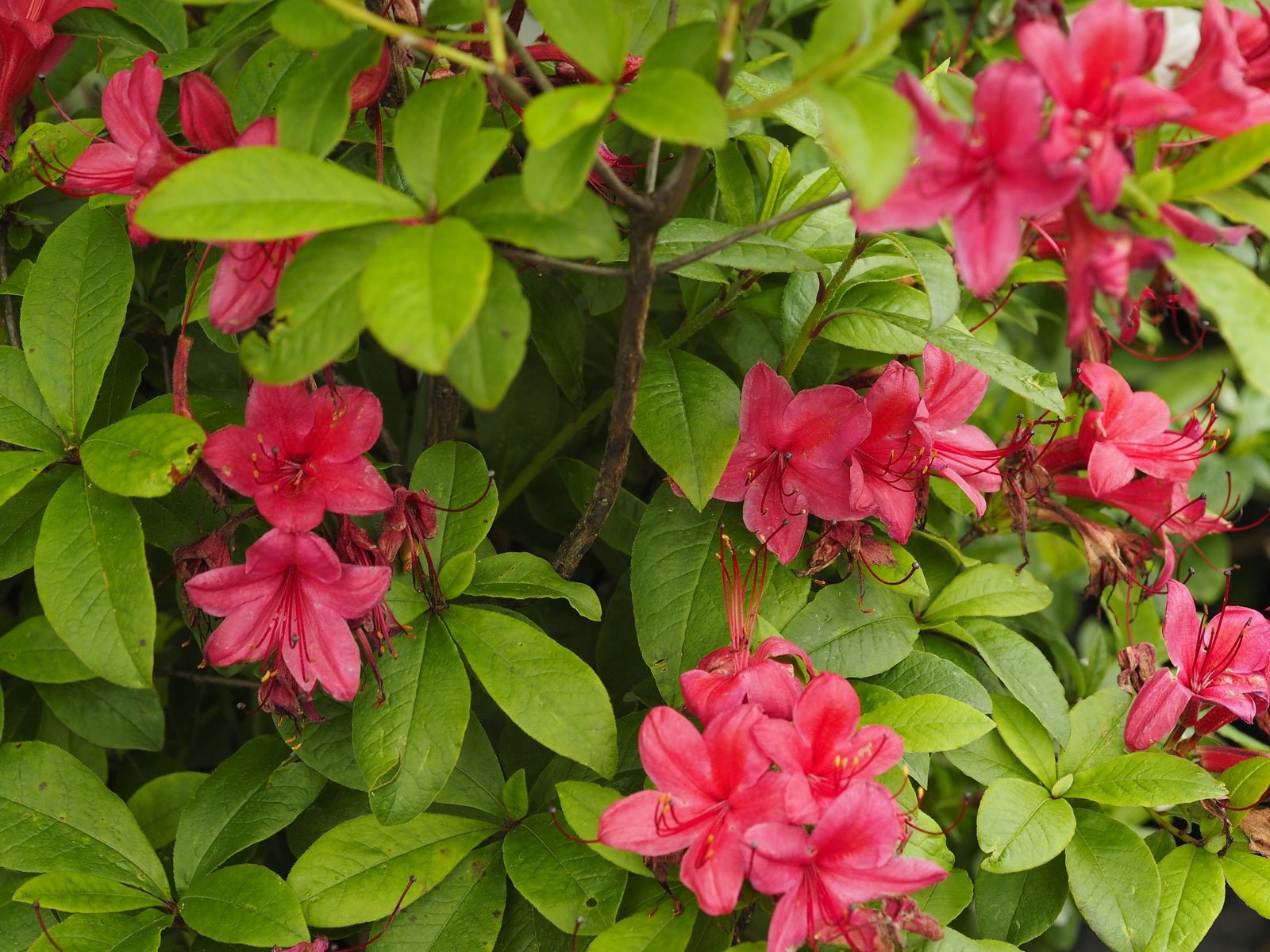 Rhododendron viscosum 'Karminduft' - Herrenkamper Gärten - Pflanzenraritäten