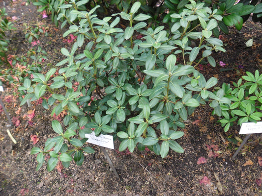 Rhododendron ' What a Dane' - Herrenkamper Gärten - Pflanzenraritäten