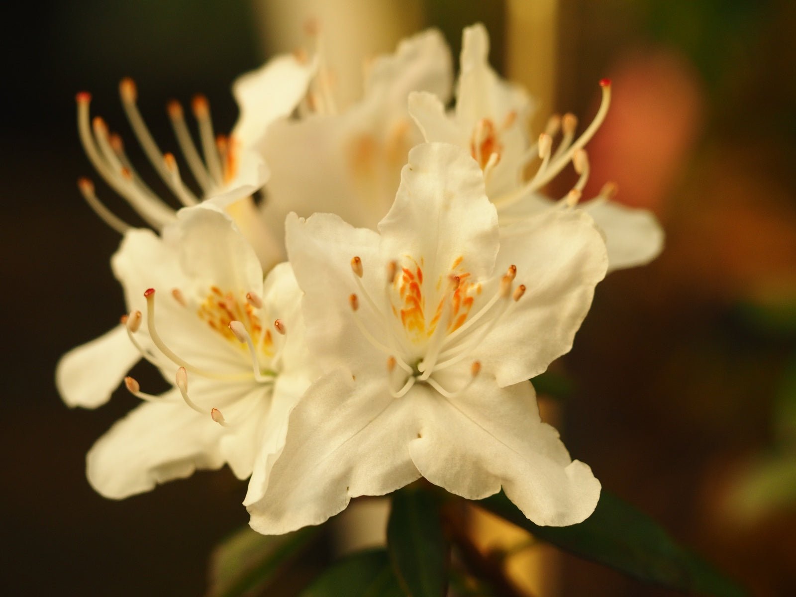 Rhododendron yunnanense, white - Herrenkamper Gärten - Pflanzenraritäten
