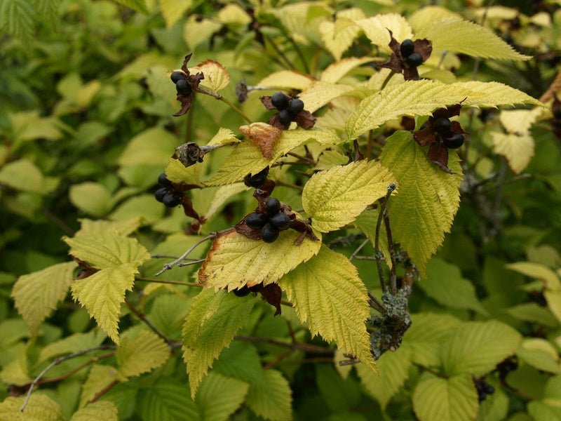 Rhodotypos scandens - Herrenkamper Gärten - Pflanzenraritäten