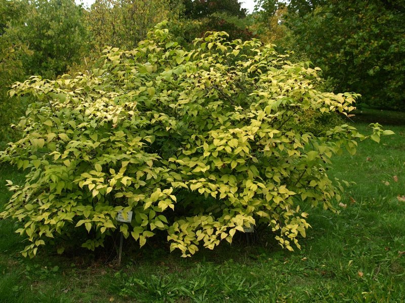 Rhodotypos scandens - Herrenkamper Gärten - Pflanzenraritäten