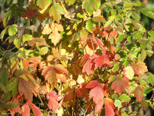 Rhus aromatica - Herrenkamper Gärten - Pflanzenraritäten