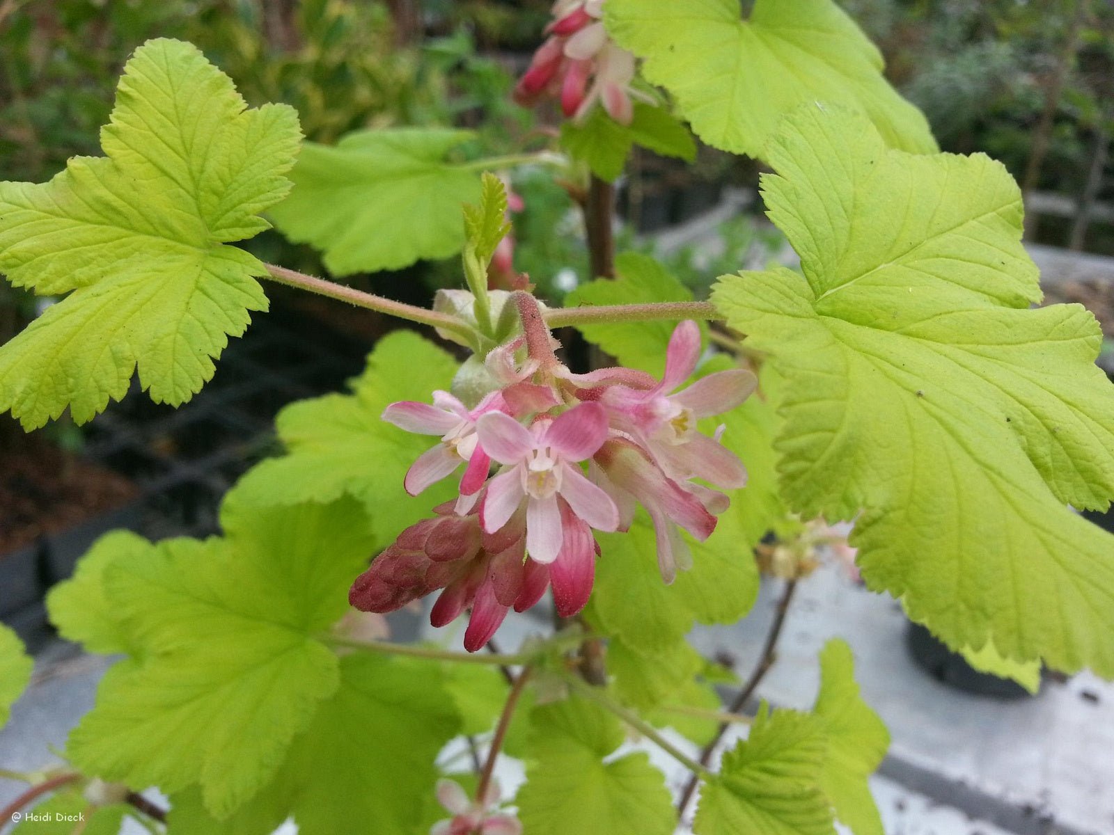 Ribes sanguineum 'Broocklebankii' - Herrenkamper Gärten - Pflanzenraritäten