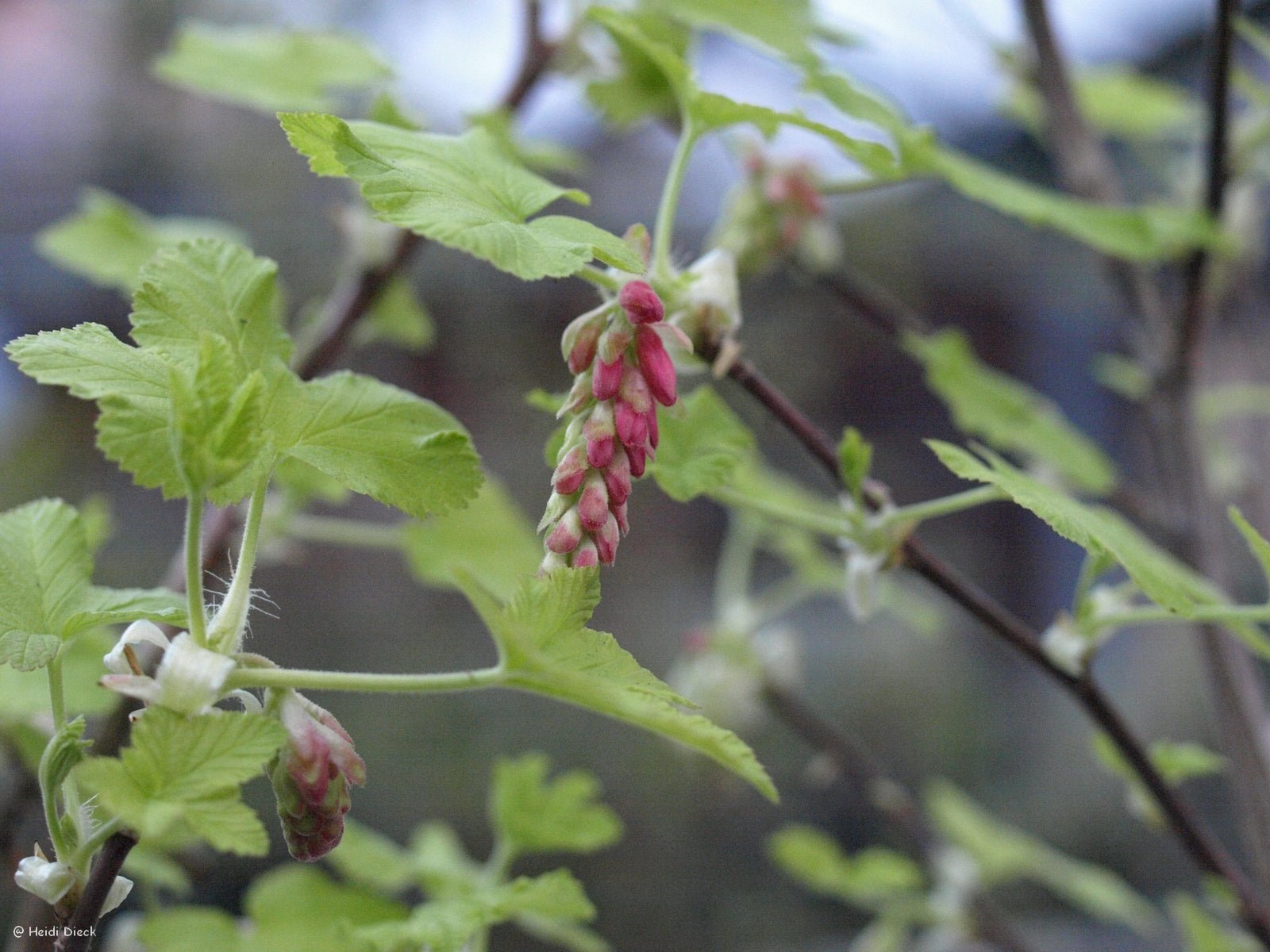 Ribes sanguineum 'Broocklebankii' - Herrenkamper Gärten - Pflanzenraritäten