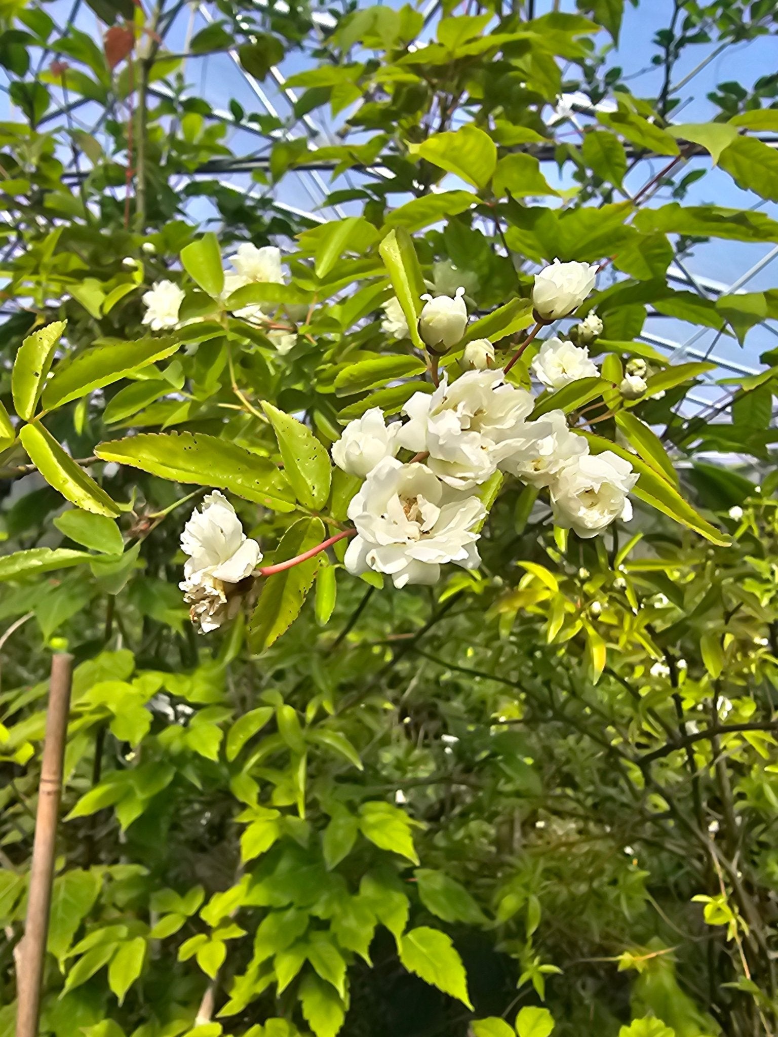Rosa banksiae 'Alba Plena' - Herrenkamper Gärten - Pflanzenraritäten