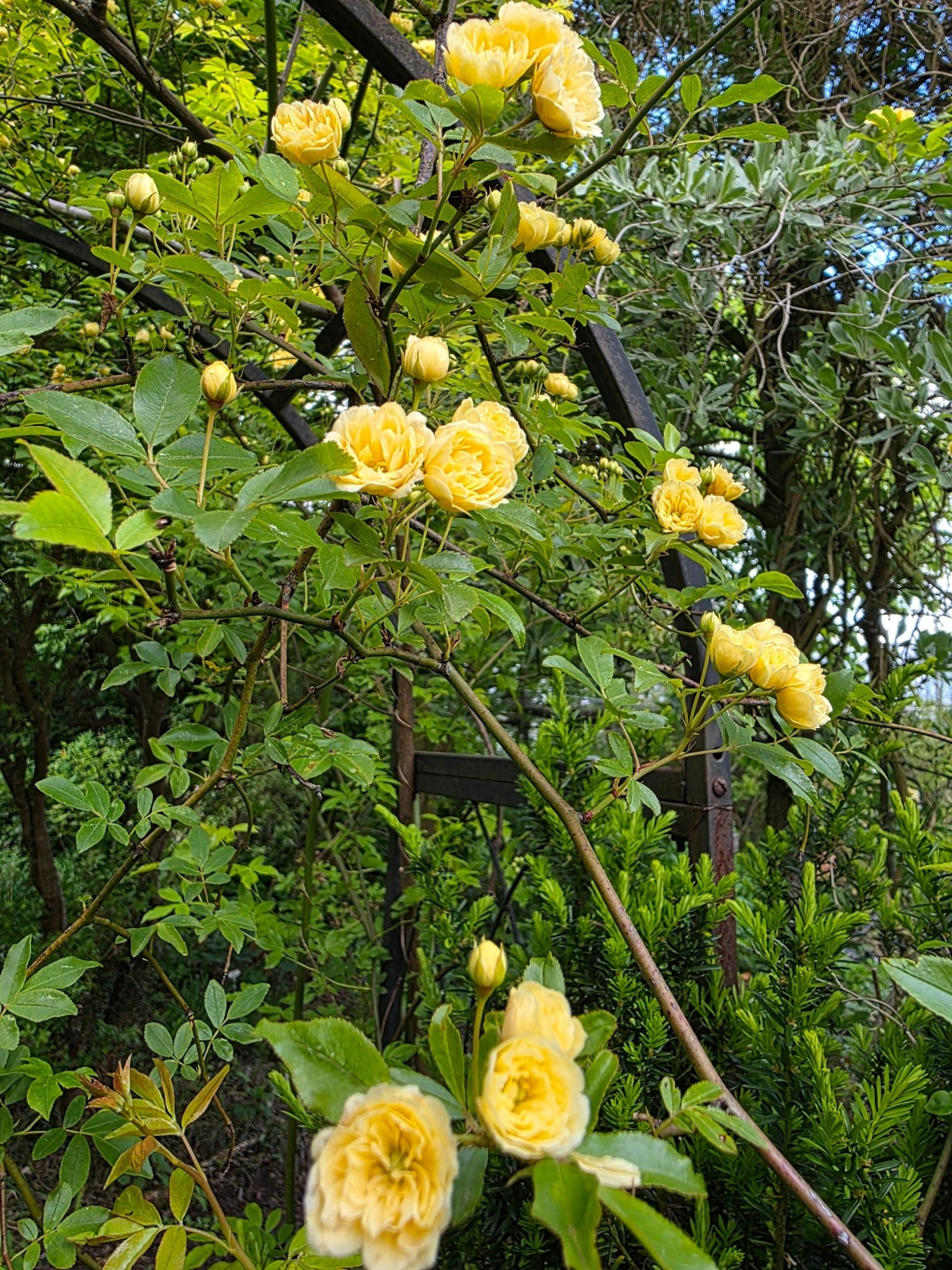 Rosa banksiae 'Lutea' - Herrenkamper Gärten - Pflanzenraritäten