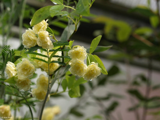 Rosa banksiae var.lutea - Herrenkamper Gärten - Pflanzenraritäten