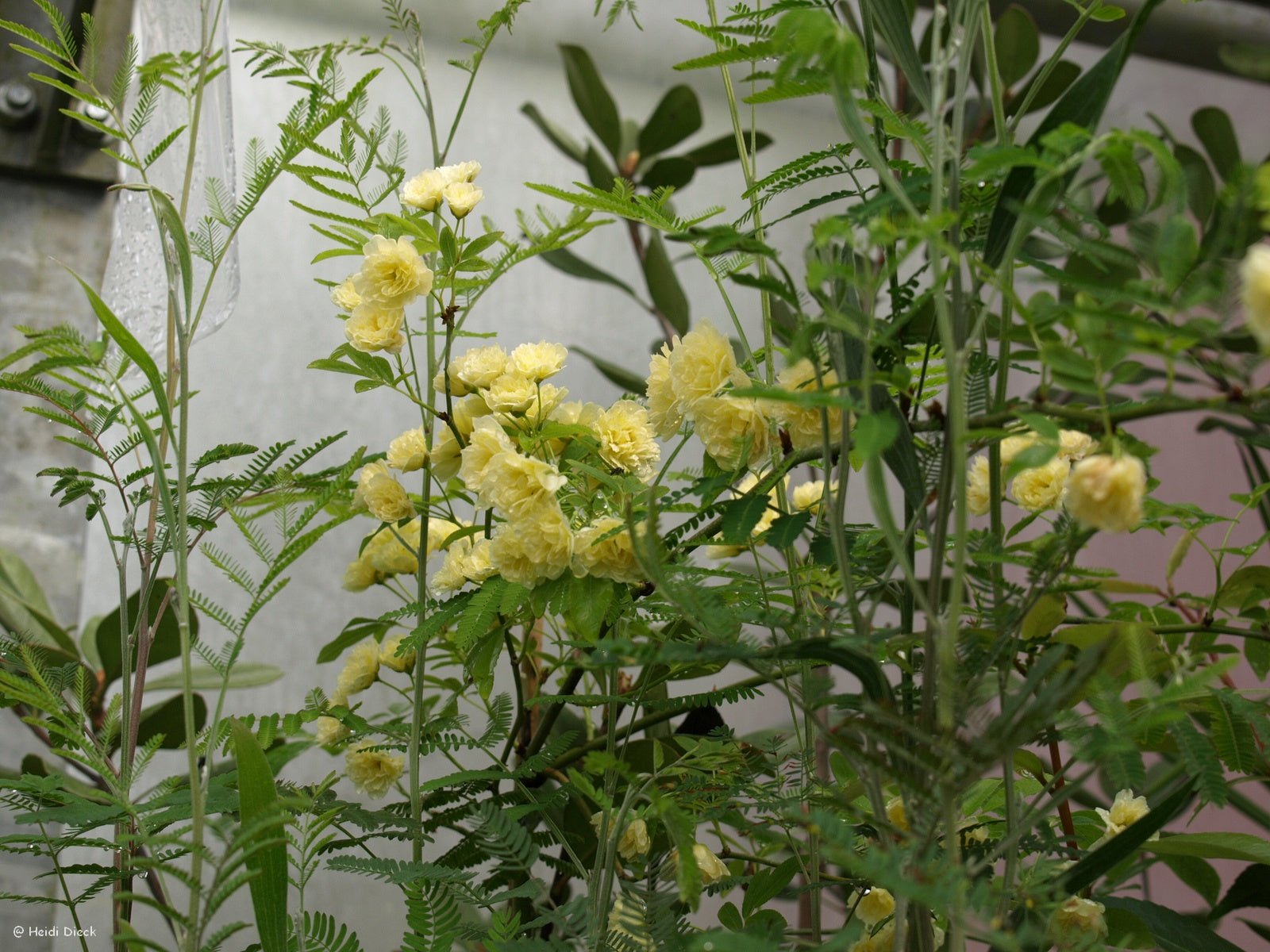 Rosa banksiae var.lutea - Herrenkamper Gärten - Pflanzenraritäten