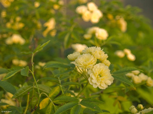 Rosa banksiae var.lutea - Herrenkamper Gärten - Pflanzenraritäten