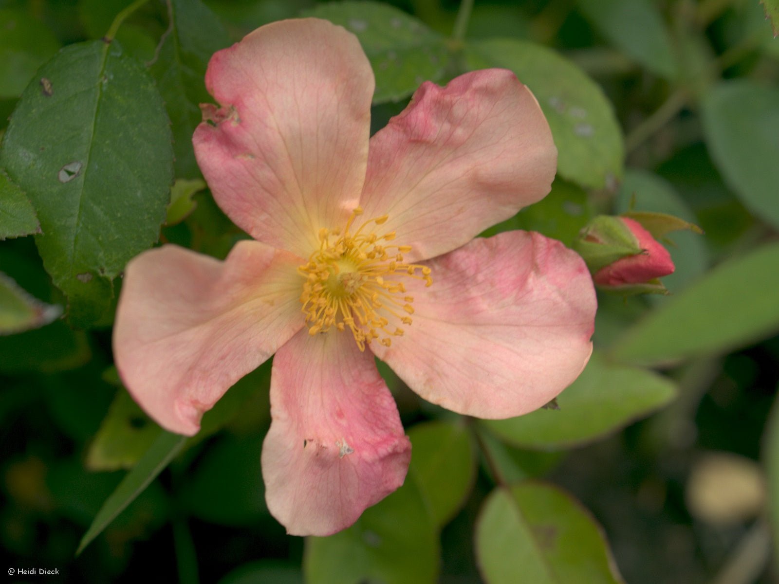 Rosa chinensis var. mutabilis - Herrenkamper Gärten - Pflanzenraritäten